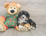 7 week old Mini Bernedoodle Puppy For Sale - Florida Fur Babies