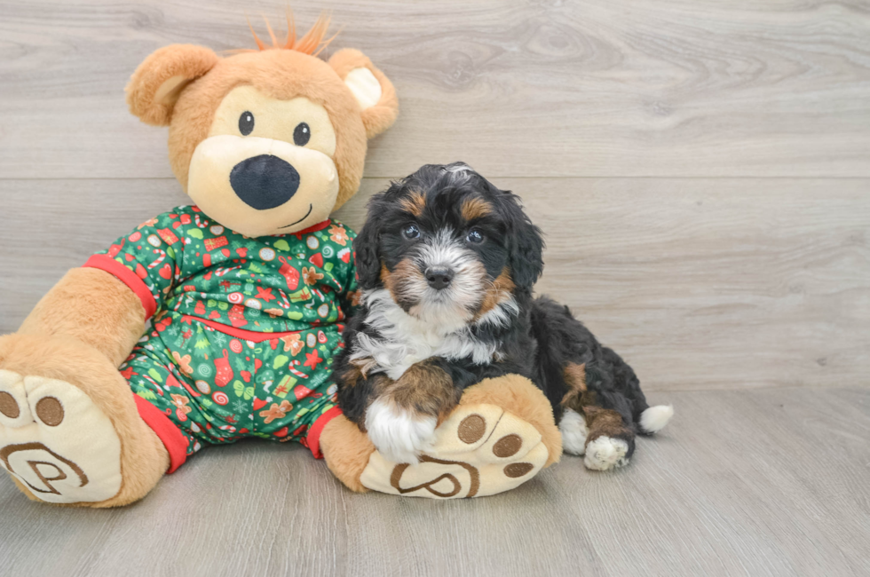 5 week old Mini Bernedoodle Puppy For Sale - Florida Fur Babies