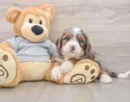 7 week old Mini Bernedoodle Puppy For Sale - Florida Fur Babies
