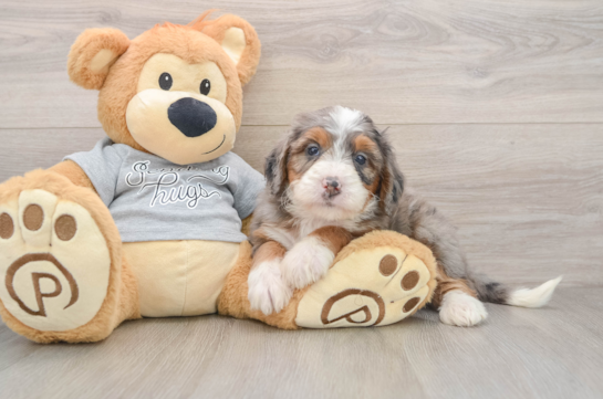 Best Mini Bernedoodle Baby