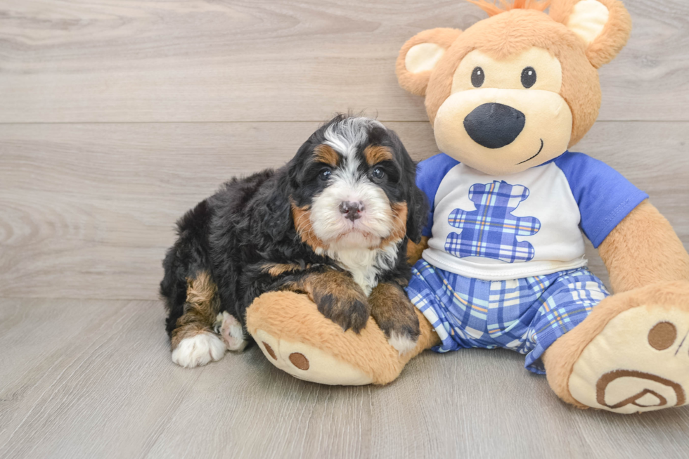 Best Mini Bernedoodle Baby