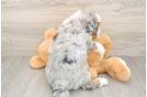 Best Mini Bernedoodle Baby