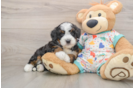Popular Mini Bernedoodle Poodle Mix Pup