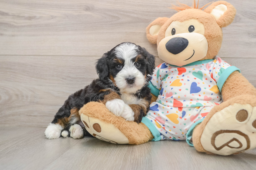 Popular Mini Bernedoodle Poodle Mix Pup