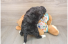 Mini Bernedoodle Puppy for Adoption