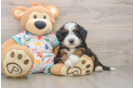 Best Mini Bernedoodle Baby