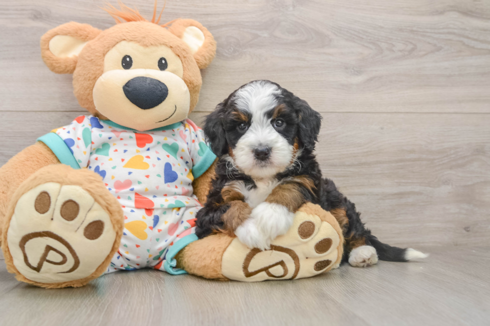 Best Mini Bernedoodle Baby
