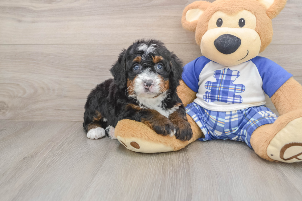 Best Mini Bernedoodle Baby