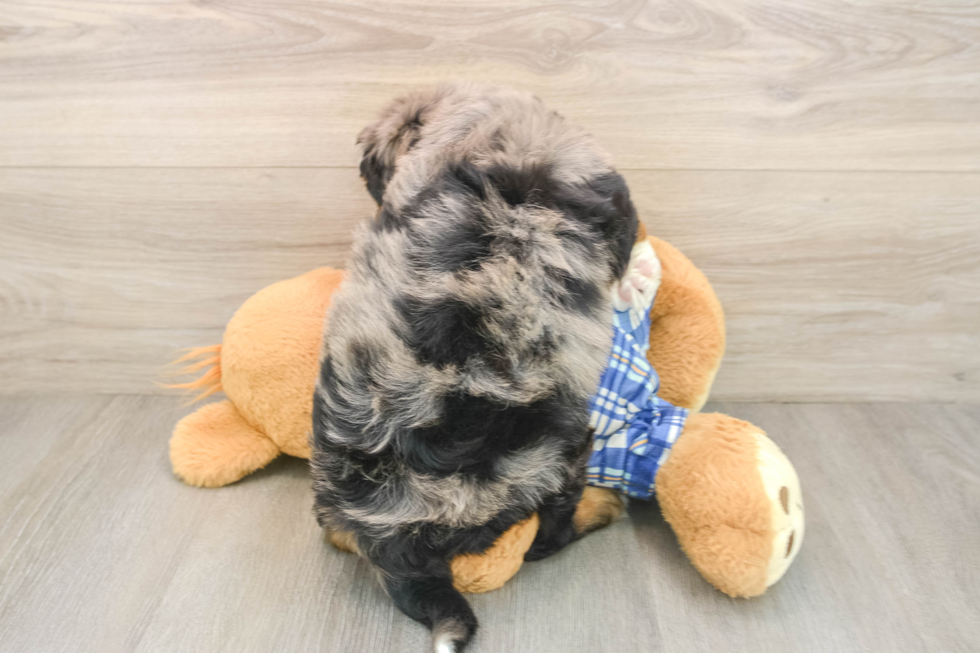 Friendly Mini Bernedoodle Baby