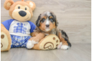 Hypoallergenic Bernese Doodle Poodle Mix Puppy
