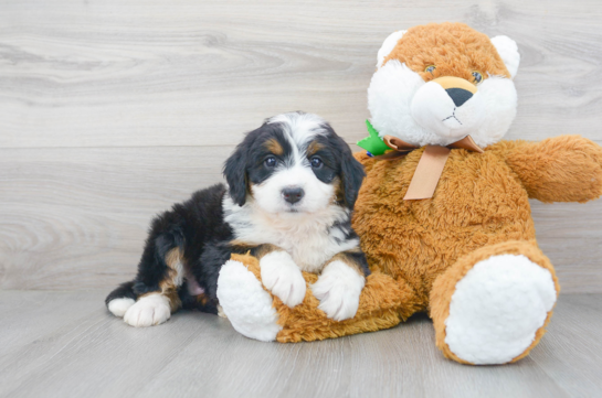 28 week old Mini Bernedoodle Puppy For Sale - Florida Fur Babies