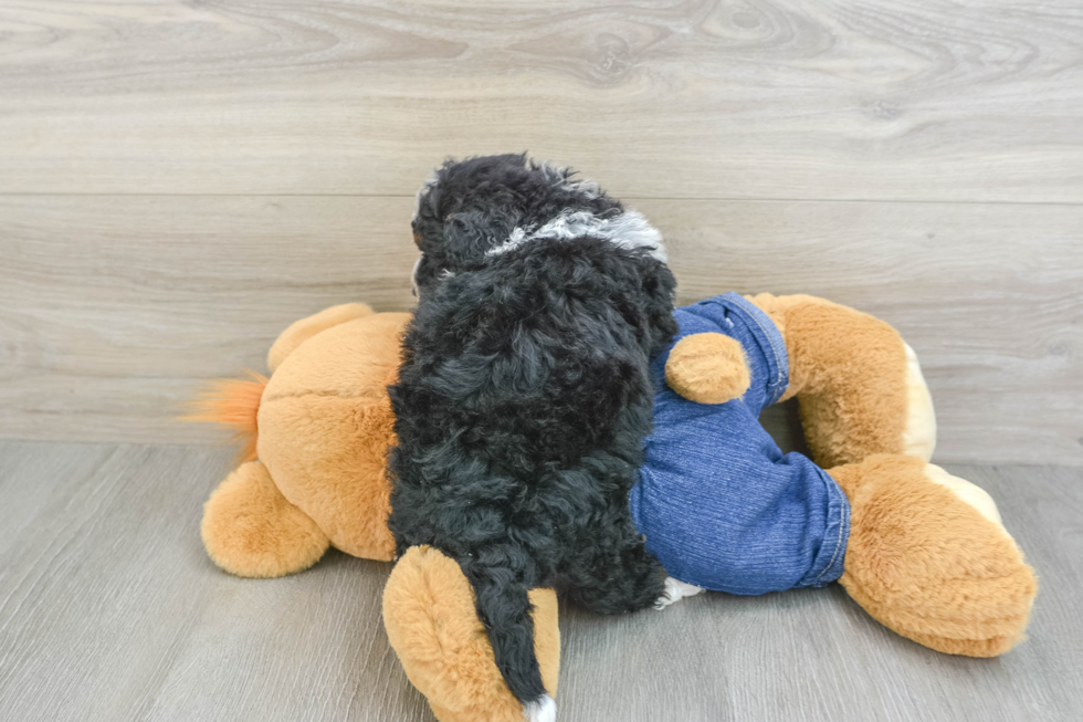 Mini Bernedoodle Pup Being Cute