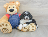 9 week old Mini Bernedoodle Puppy For Sale - Florida Fur Babies