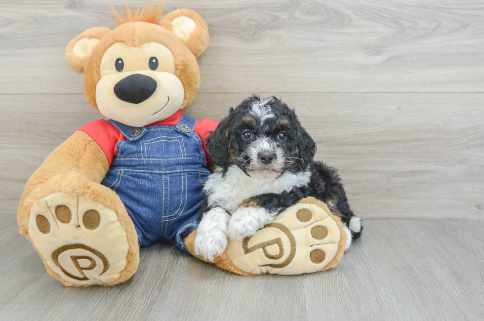 8 week old Mini Bernedoodle Puppy For Sale - Florida Fur Babies