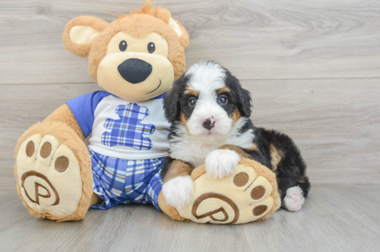 Mini Bernedoodle Puppy for Adoption