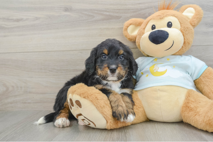 Mini Bernedoodle Puppy for Adoption