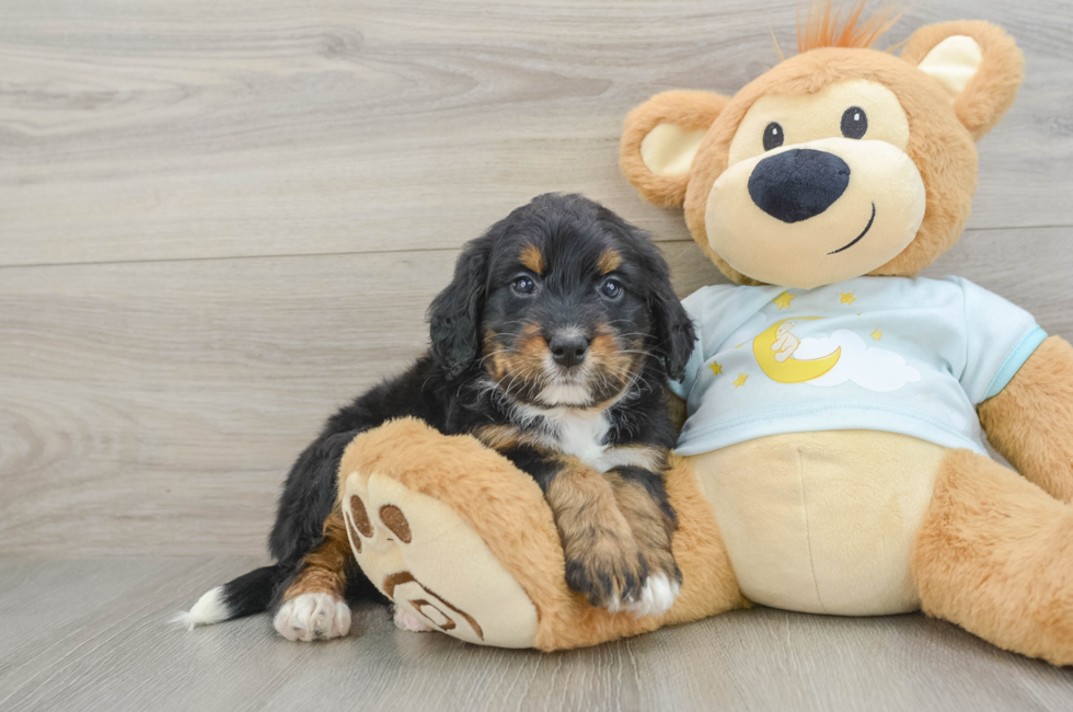 5 week old Mini Bernedoodle Puppy For Sale - Florida Fur Babies