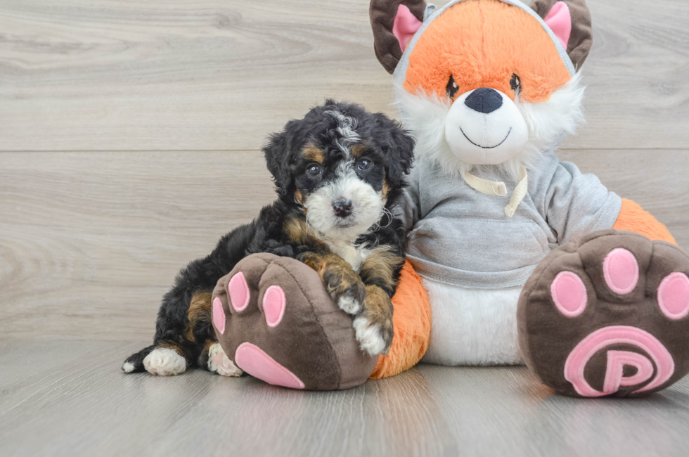 5 week old Mini Bernedoodle Puppy For Sale - Florida Fur Babies