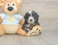 6 week old Mini Bernedoodle Puppy For Sale - Florida Fur Babies