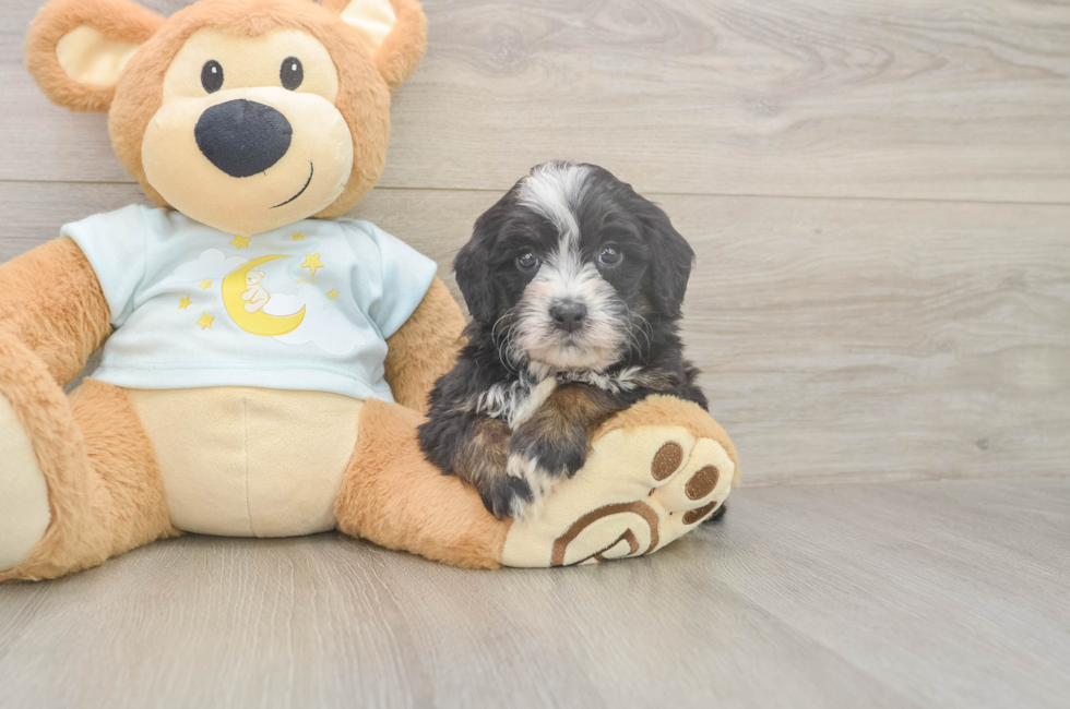 5 week old Mini Bernedoodle Puppy For Sale - Florida Fur Babies