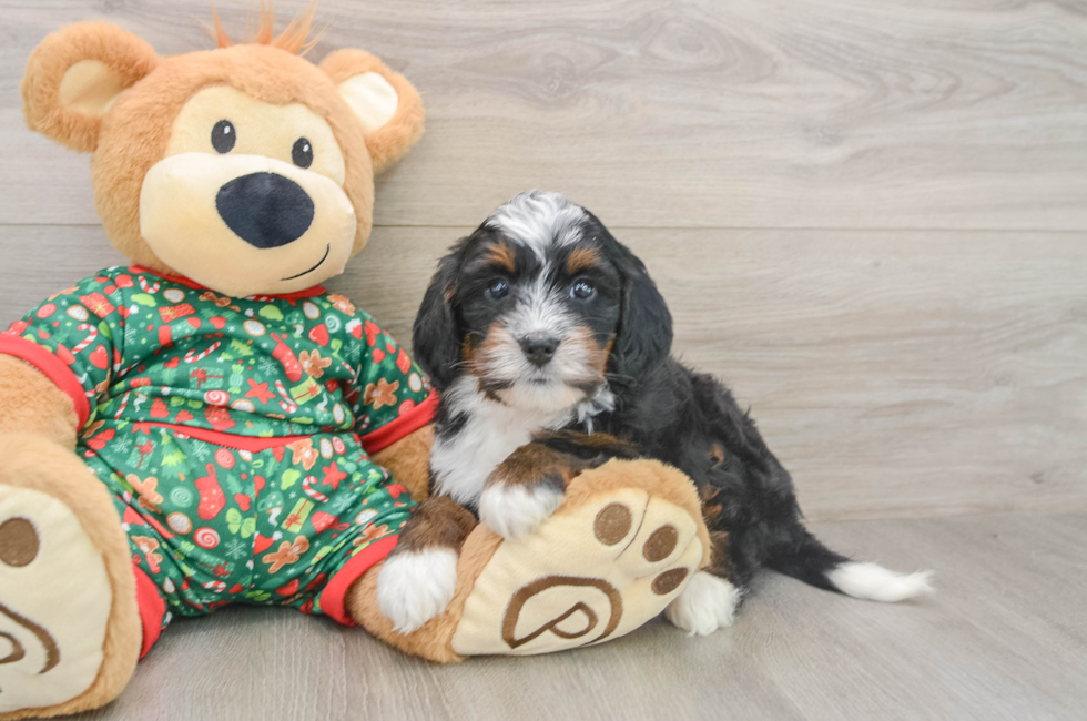5 week old Mini Bernedoodle Puppy For Sale - Florida Fur Babies
