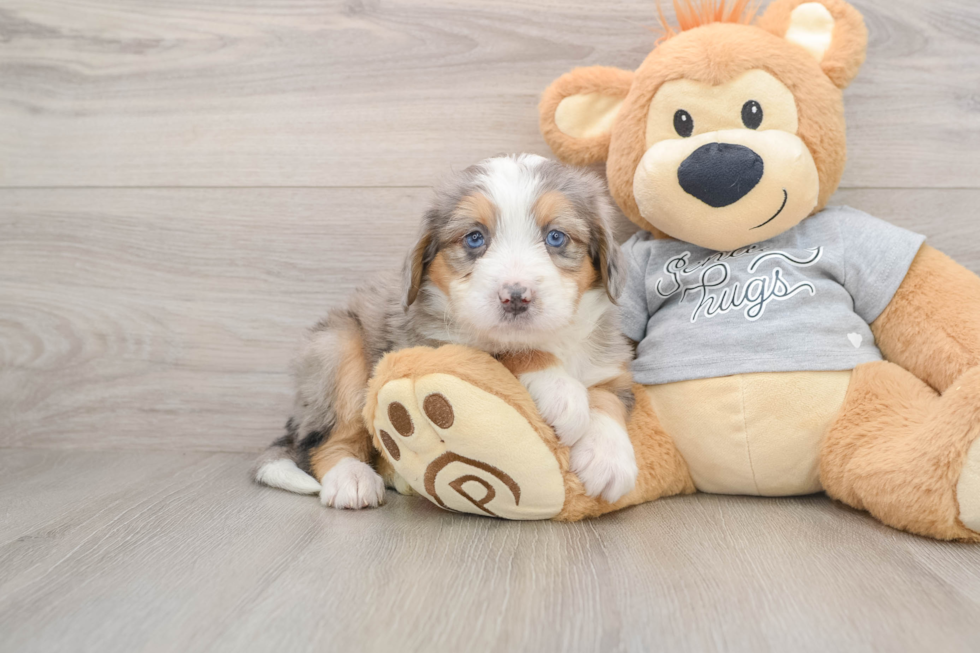 Fluffy Mini Bernedoodle Poodle Mix Pup