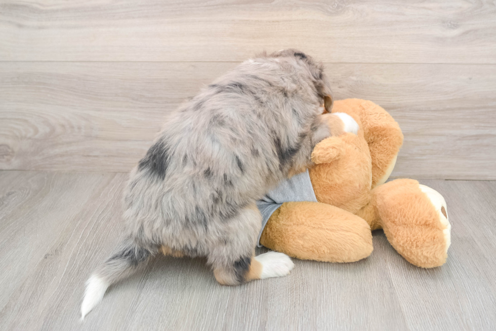 Best Mini Bernedoodle Baby