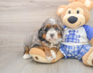 7 week old Mini Bernedoodle Puppy For Sale - Florida Fur Babies