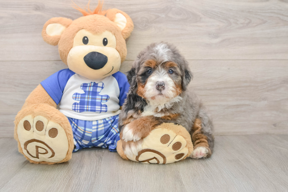 Cute Mini Bernedoodle Baby