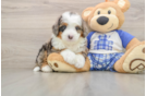 Best Mini Bernedoodle Baby