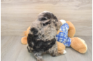 Fluffy Mini Bernedoodle Poodle Mix Pup