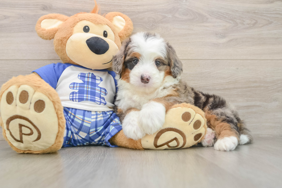 Small Mini Bernedoodle Baby