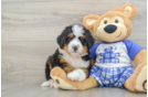Small Mini Bernedoodle Baby