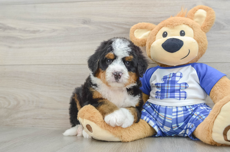 5 week old Mini Bernedoodle Puppy For Sale - Florida Fur Babies
