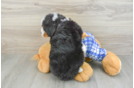 Mini Bernedoodle Pup Being Cute