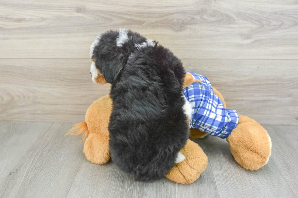 Mini Bernedoodle Pup Being Cute
