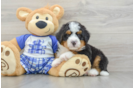 Happy Mini Bernedoodle Baby