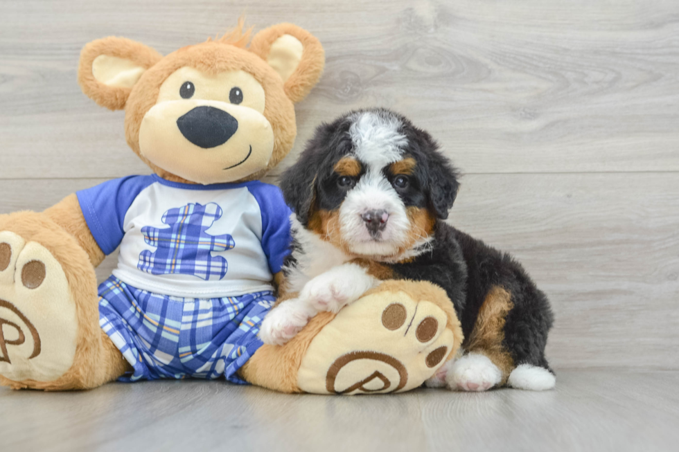 Happy Mini Bernedoodle Baby