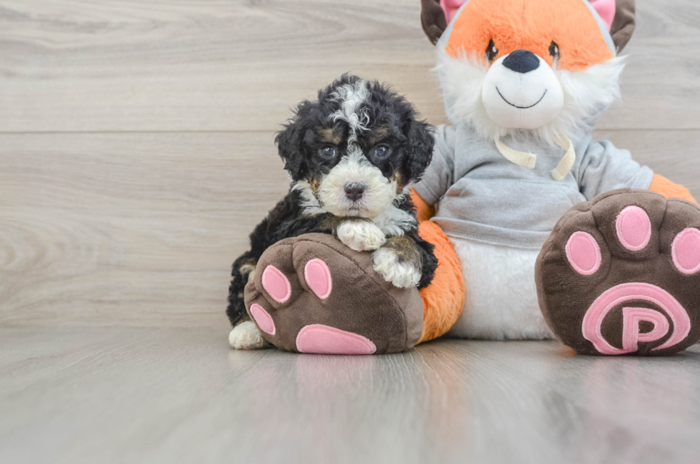 5 week old Mini Bernedoodle Puppy For Sale - Florida Fur Babies