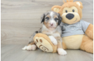 Sweet Mini Bernedoodle Baby