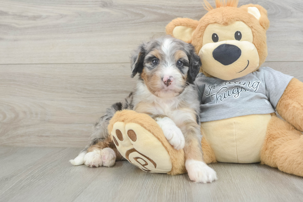 Sweet Mini Bernedoodle Baby