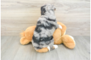 Best Mini Bernedoodle Baby