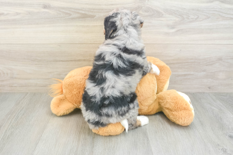 Best Mini Bernedoodle Baby