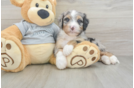 Mini Bernedoodle Pup Being Cute