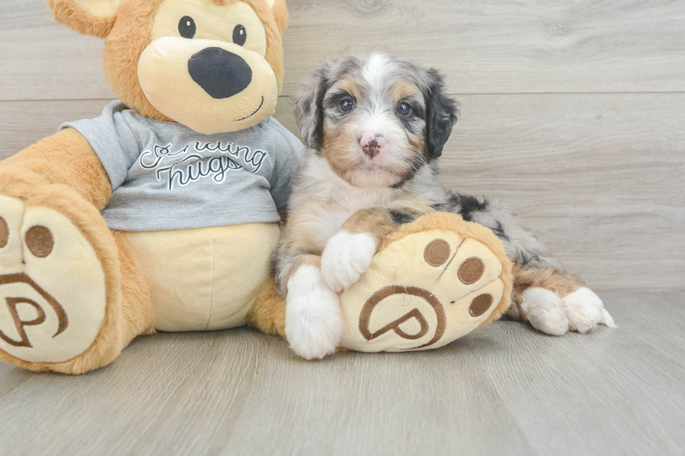 Mini Bernedoodle Pup Being Cute