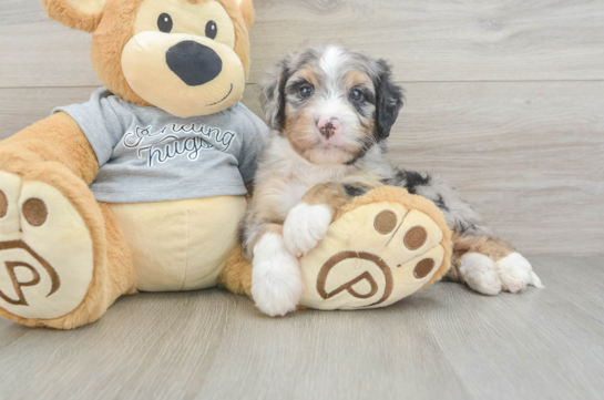 Mini Bernedoodle Pup Being Cute