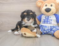 7 week old Mini Bernedoodle Puppy For Sale - Florida Fur Babies