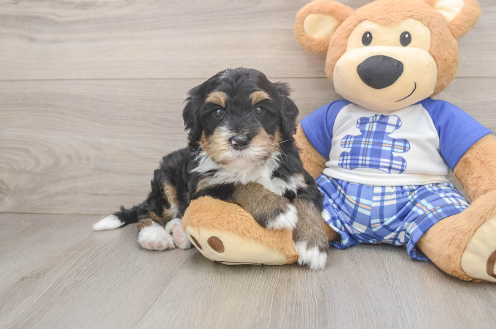 5 week old Mini Bernedoodle Puppy For Sale - Florida Fur Babies
