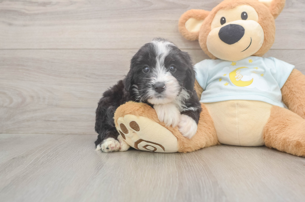 5 week old Mini Bernedoodle Puppy For Sale - Florida Fur Babies