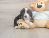 5 week old Mini Bernedoodle Puppy For Sale - Florida Fur Babies 5 week old Mini Bernedoodle Puppy For Sale - Florida Fur Babies